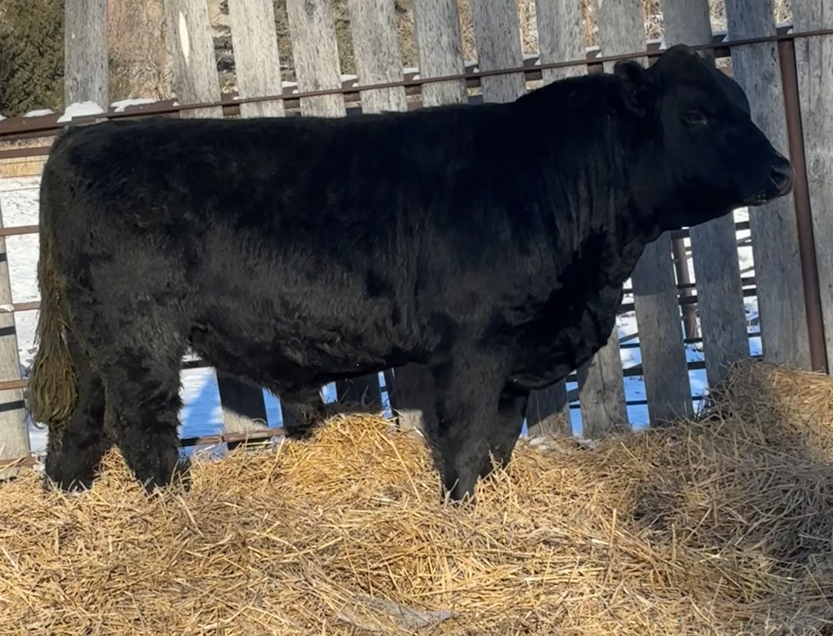 Sale Cattle - Ruffy Brook Simmentals