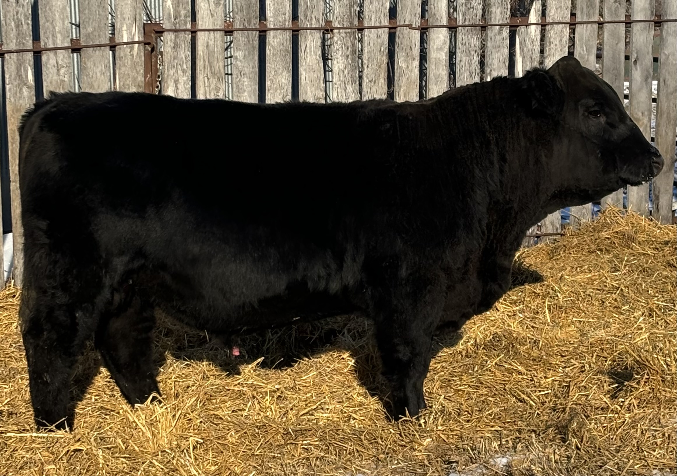 Sale Cattle - Ruffy Brook Simmentals